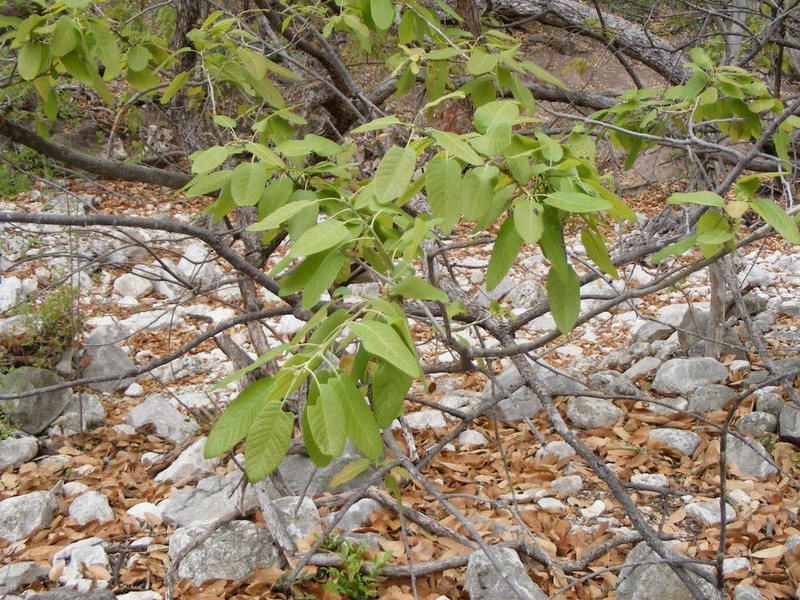 Netleaf White Oak photo 5