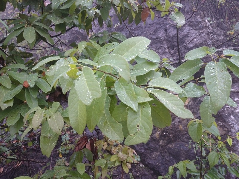 Netleaf White Oak photo 6