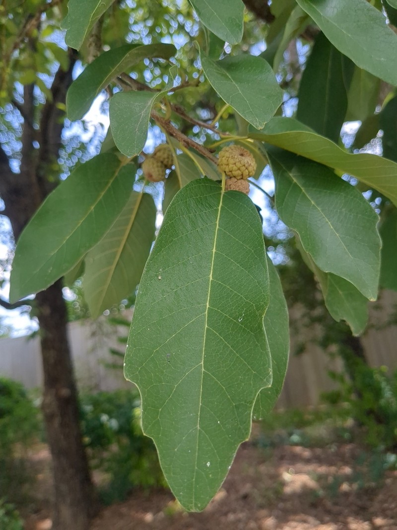 Netleaf White Oak photo 7