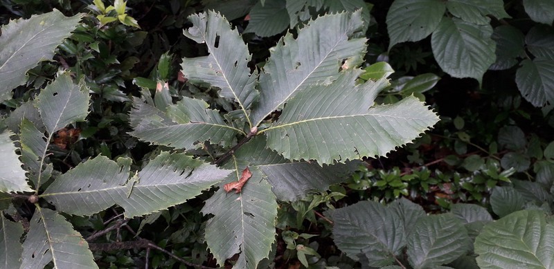 Quercus pontica photo 2