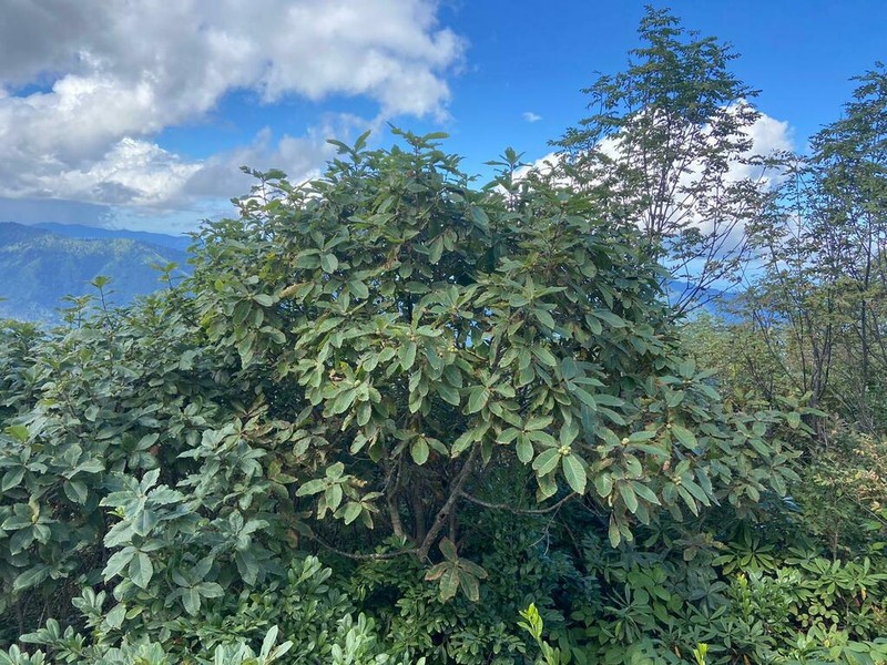 Quercus pontica photo 3
