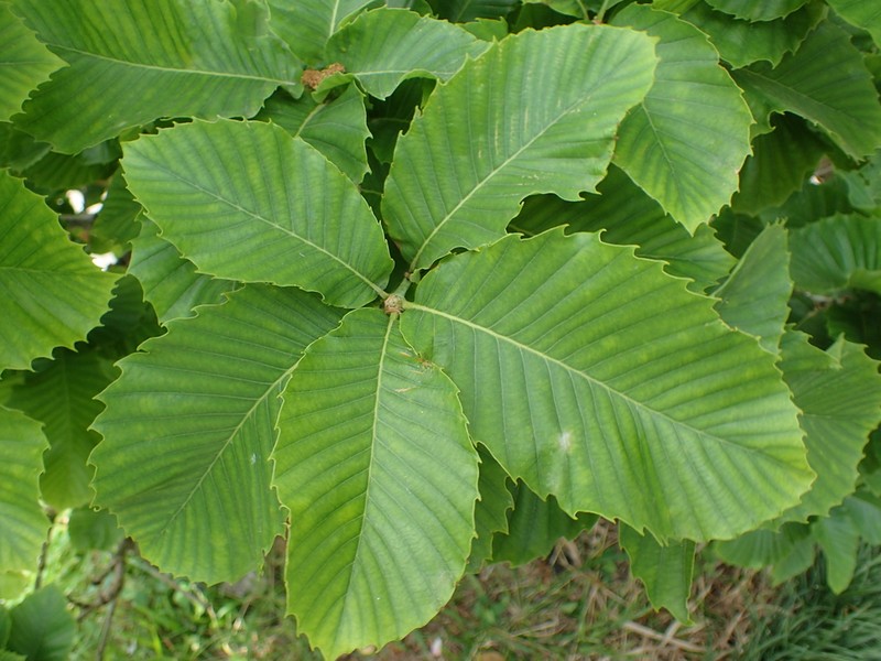 Quercus pontica photo 4