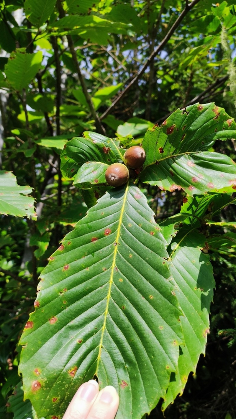 Quercus pontica photo 5