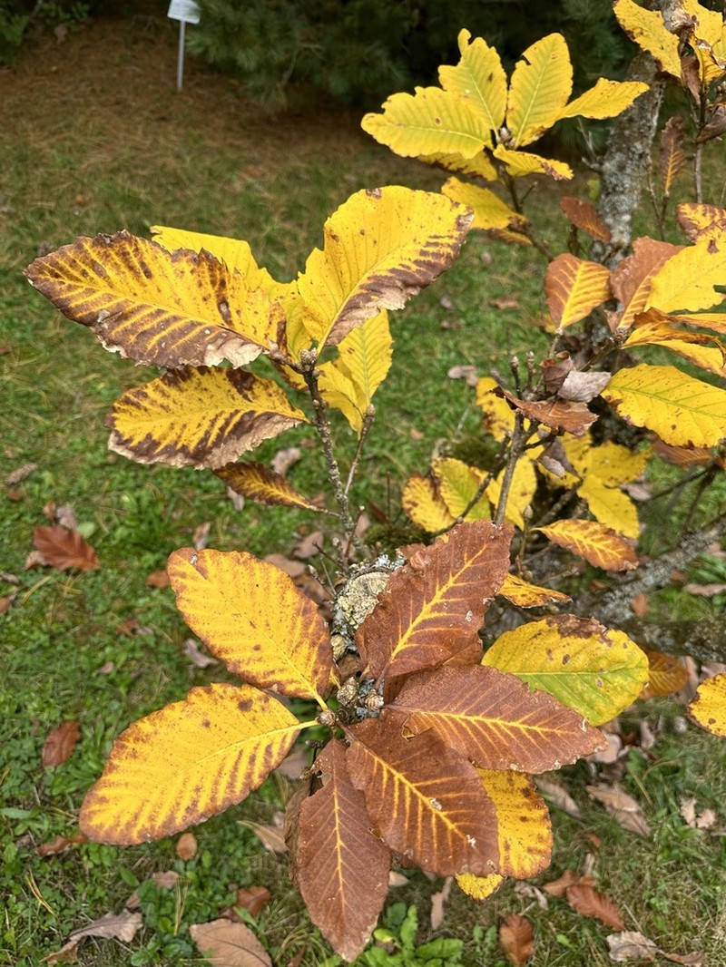 Quercus pontica photo 6