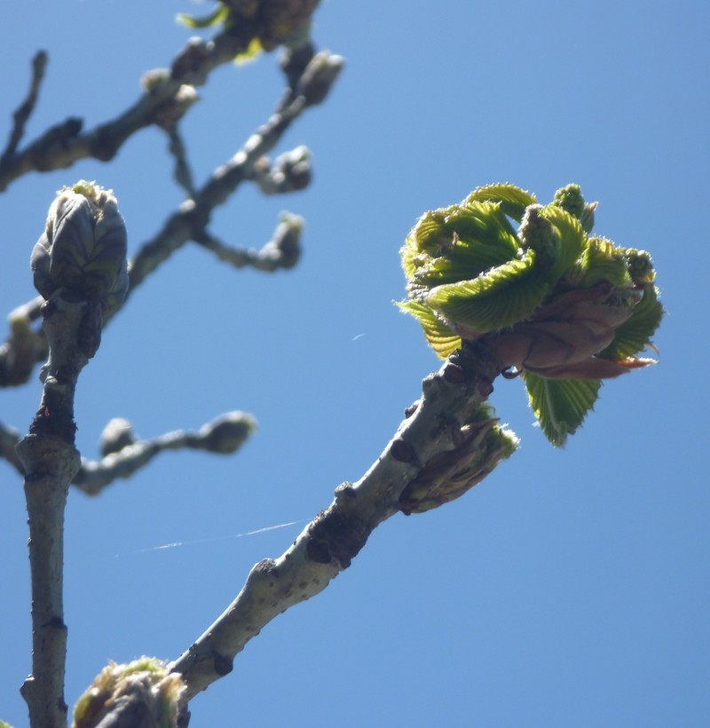 Quercus pontica photo 7