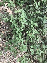 Quercus porphyrogenita