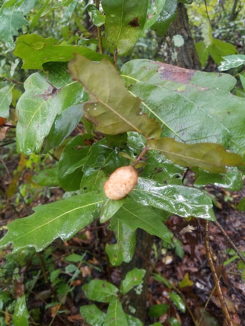 Quercus porphyrogenita photo 2