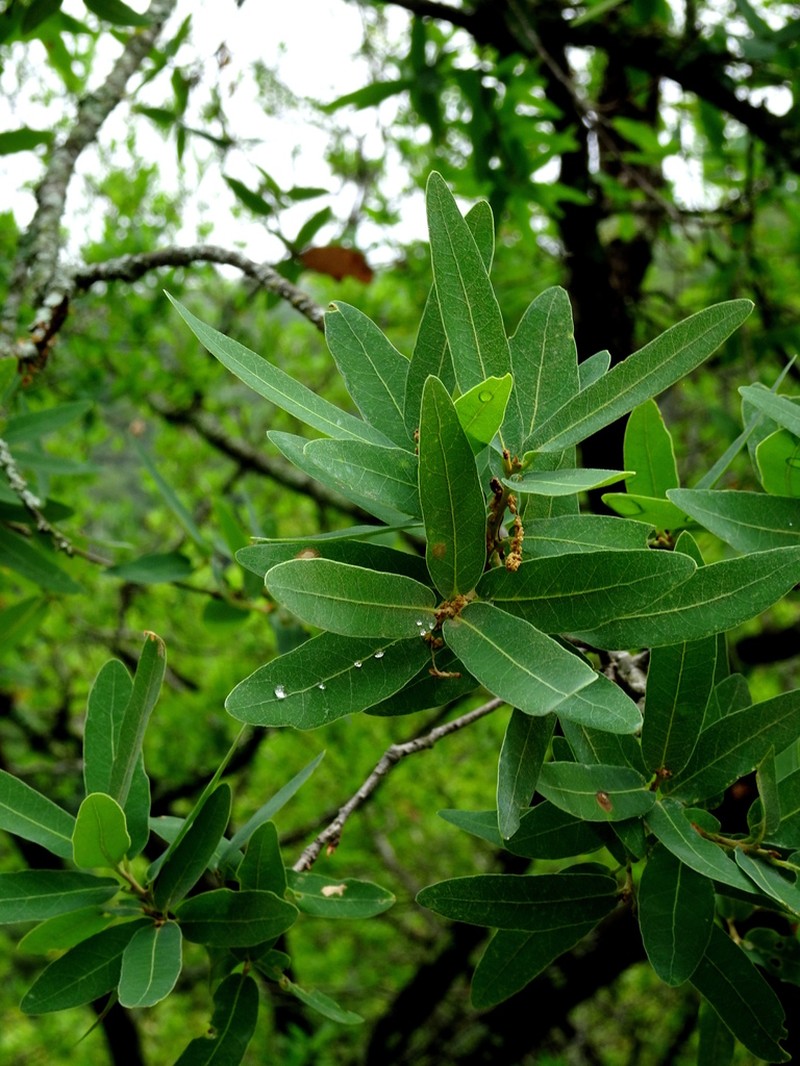 Quercus porphyrogenita photo 3