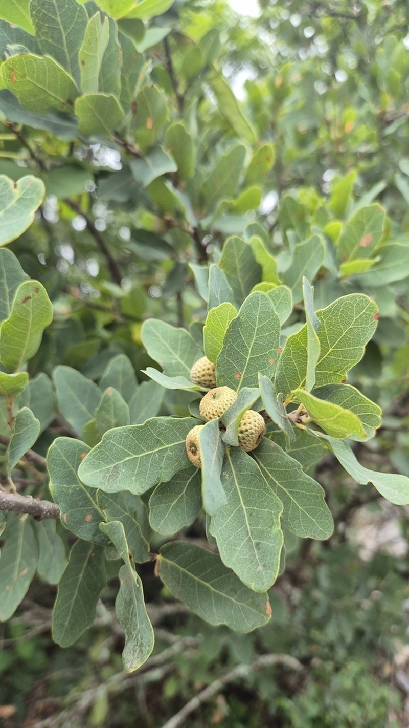 Quercus porphyrogenita photo 4