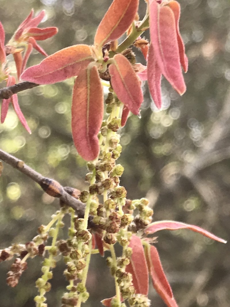 Quercus porphyrogenita photo 5