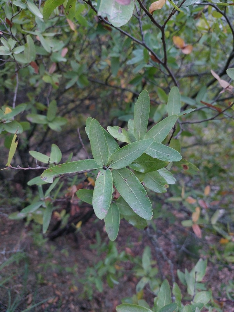 Quercus porphyrogenita photo 6
