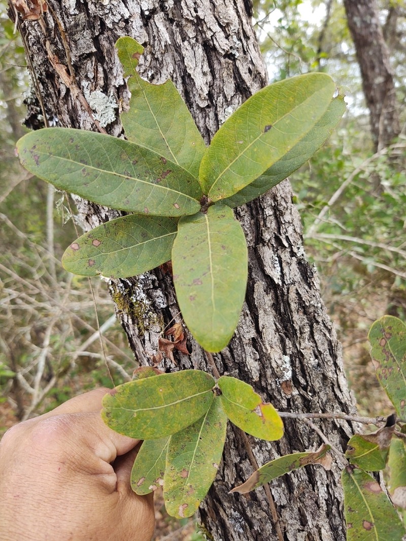 Quercus porphyrogenita photo 7