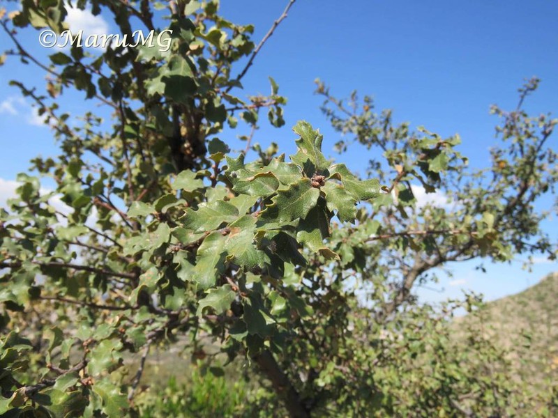 Quercus potosina photo 2