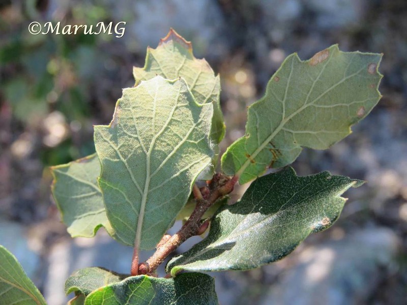 Quercus potosina photo 3