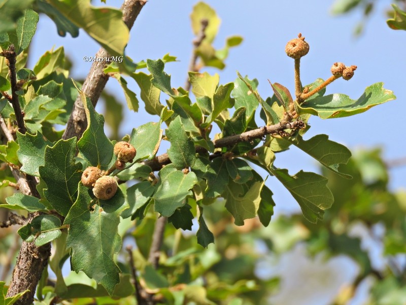 Quercus potosina photo 4