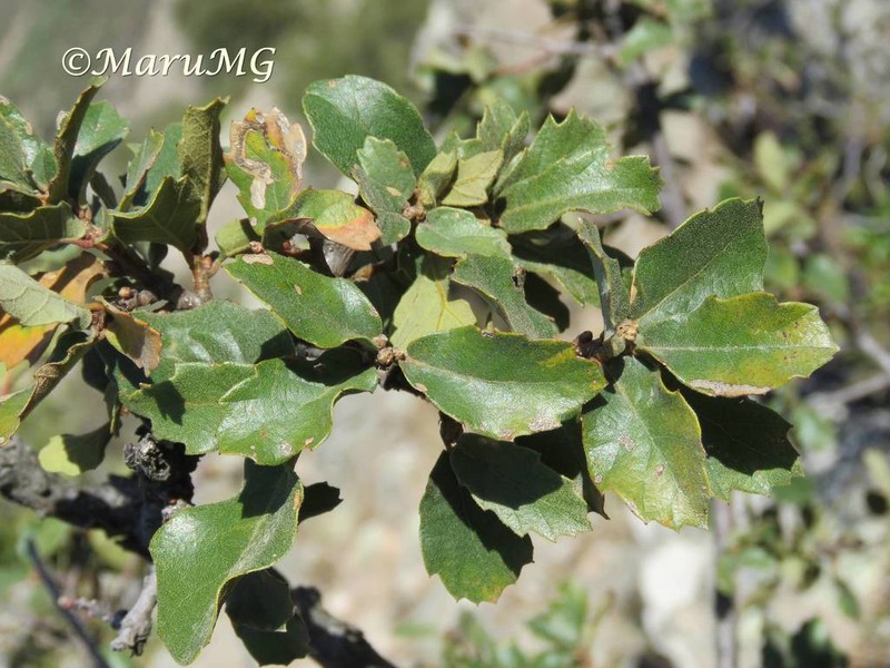 Quercus potosina photo 5