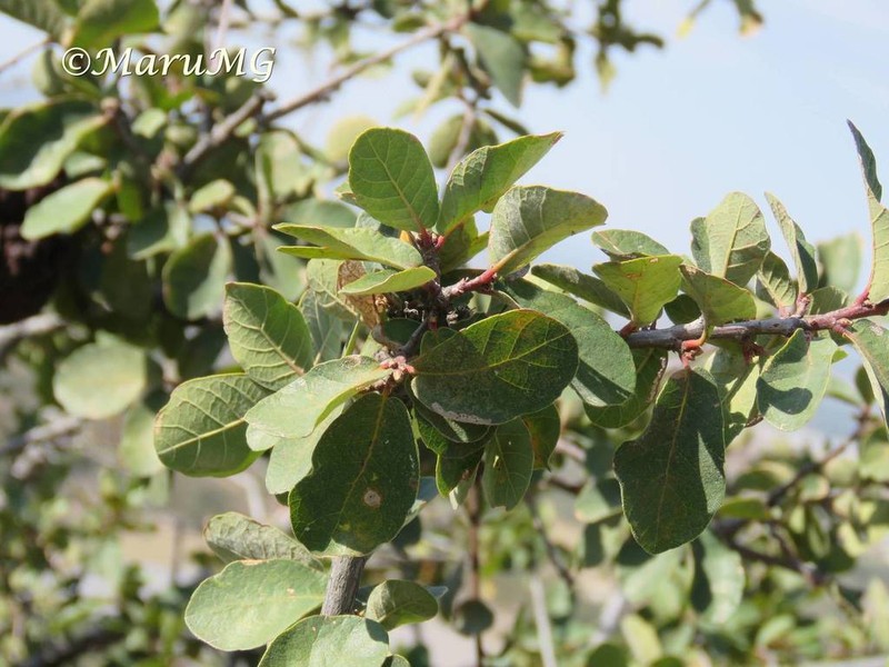 Quercus potosina photo 6