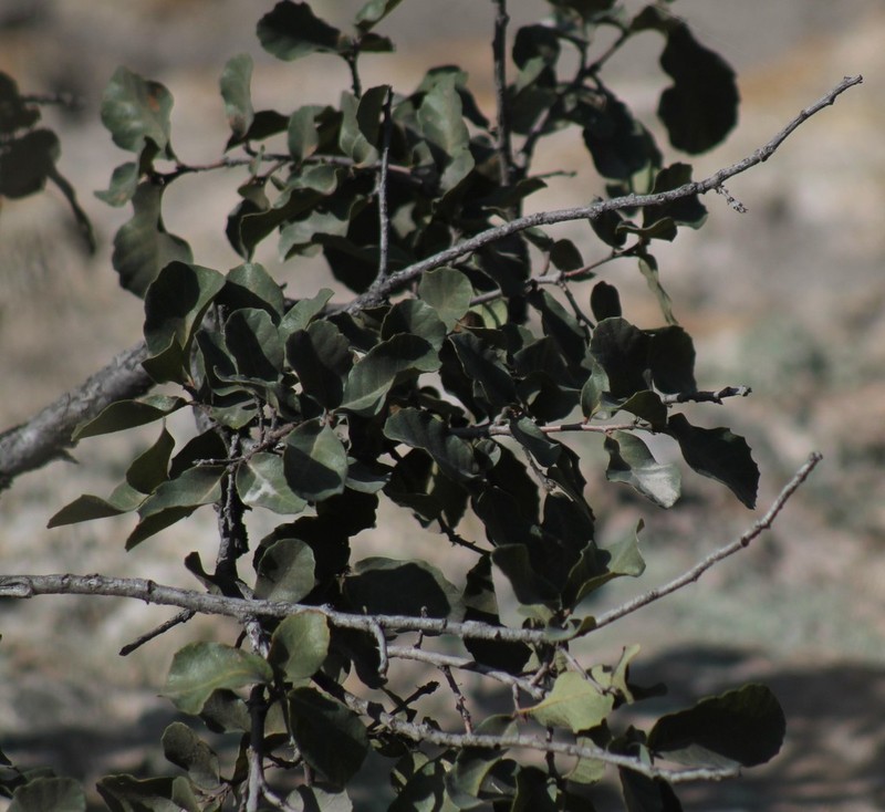 Quercus potosina photo 7