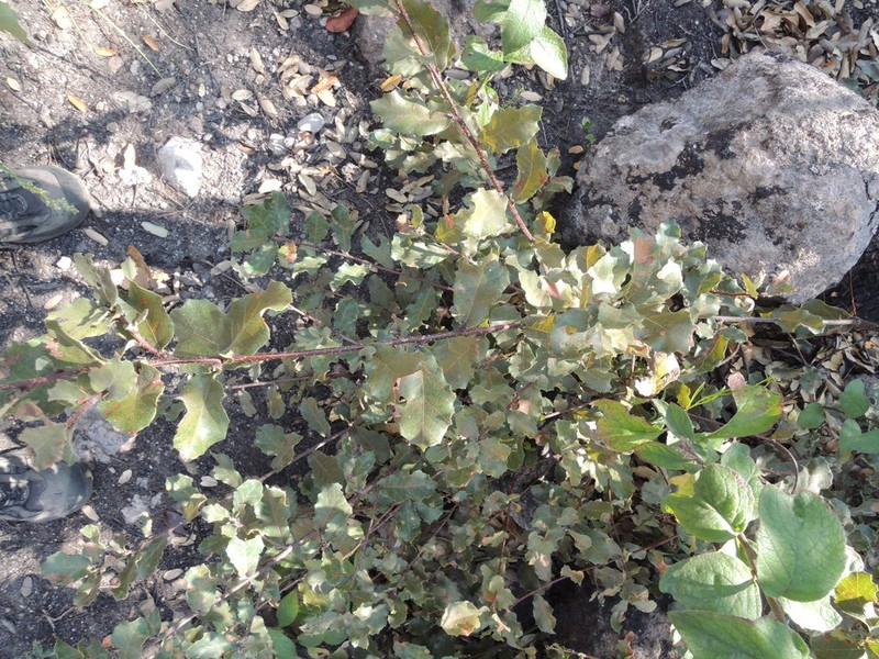 Quercus praeco photo 2