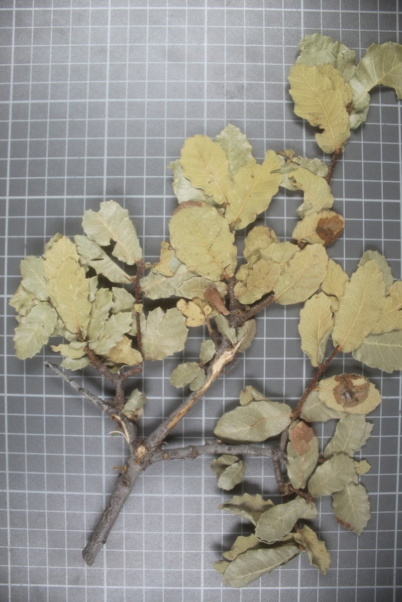 Quercus praeco photo 3