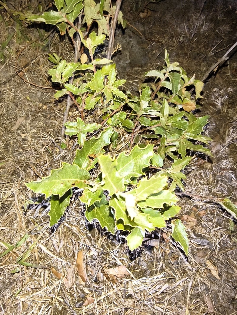 Quercus praeco photo 4