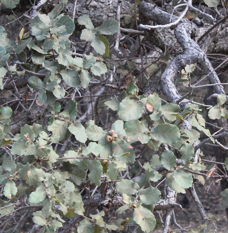Quercus praeco photo 5