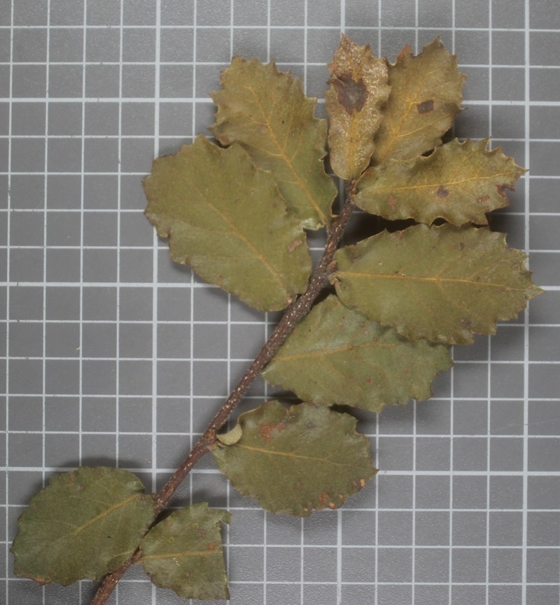 Quercus praeco photo 6