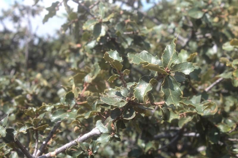 Quercus praeco photo 7
