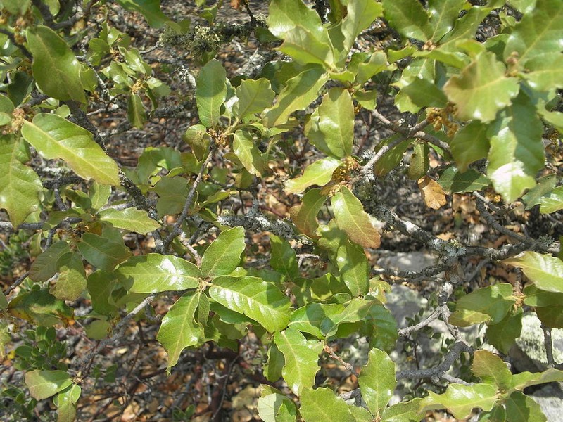 Quercus praeco photo 8
