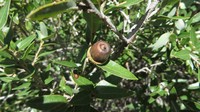 Quercus pringlei