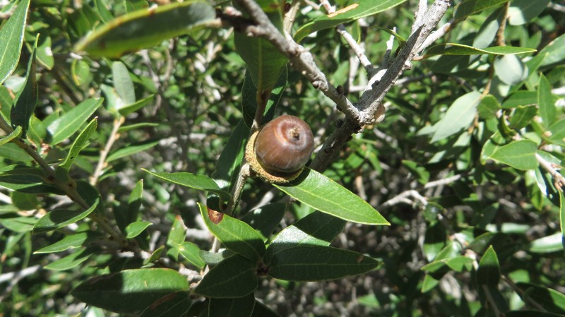 Quercus pringlei