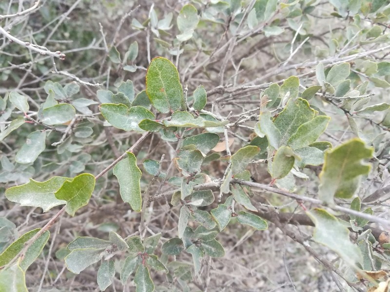 Quercus pringlei photo 2
