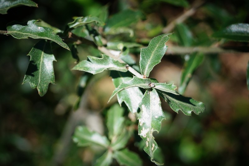 Quercus pringlei photo 3