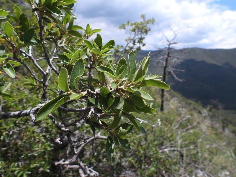 Quercus pringlei photo 4