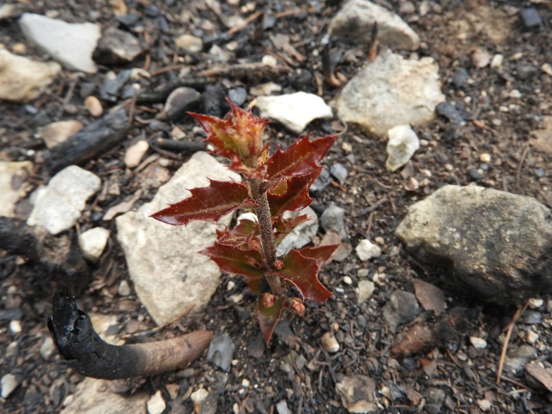Quercus pringlei photo 5