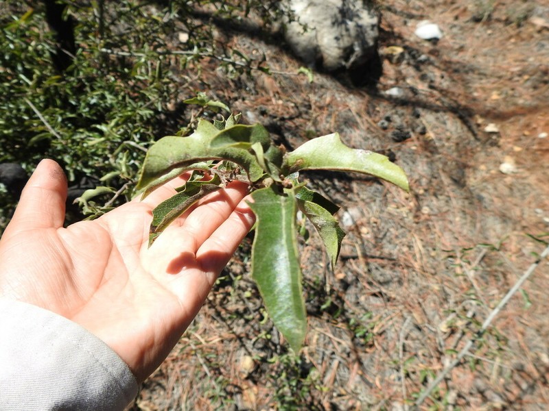 Quercus pringlei photo 6