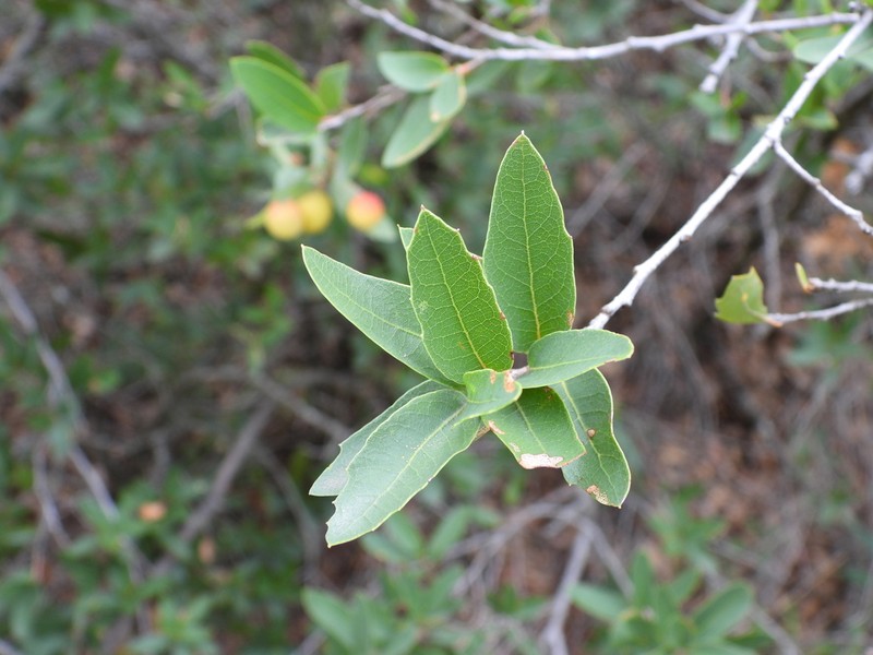 Quercus pringlei photo 7