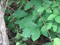 Dwarf Chinquapin Oak