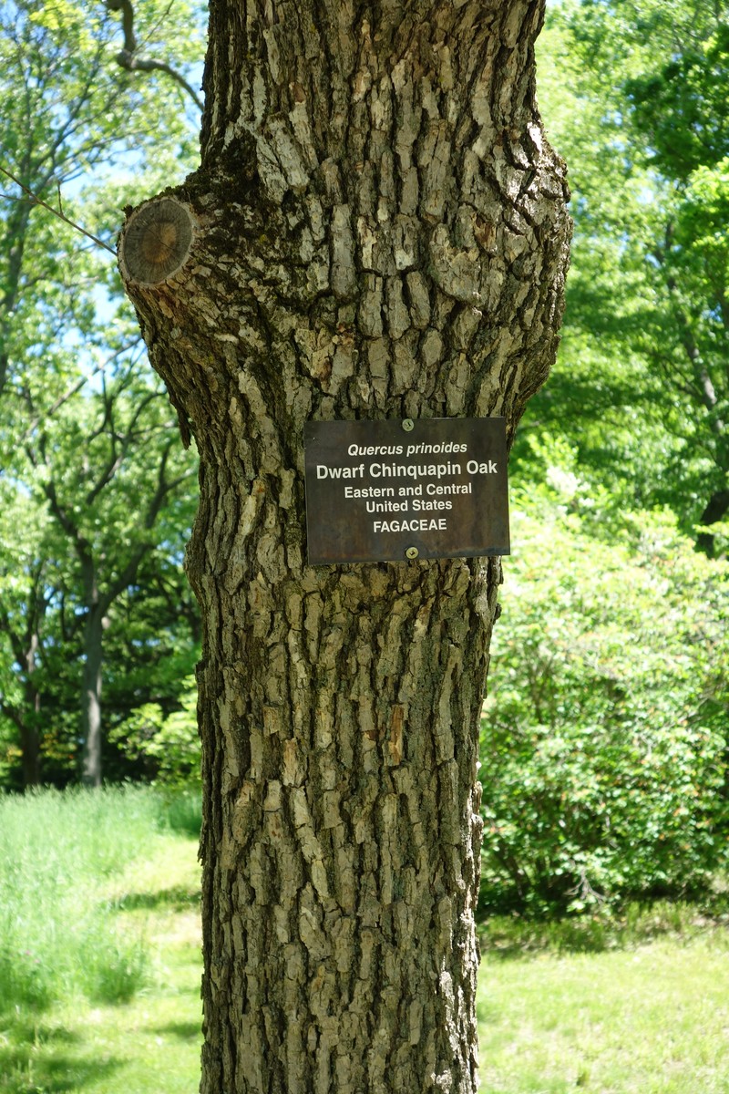 Dwarf Chinquapin Oak photo 4