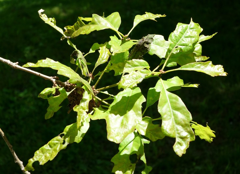 Dwarf Chinquapin Oak photo 5