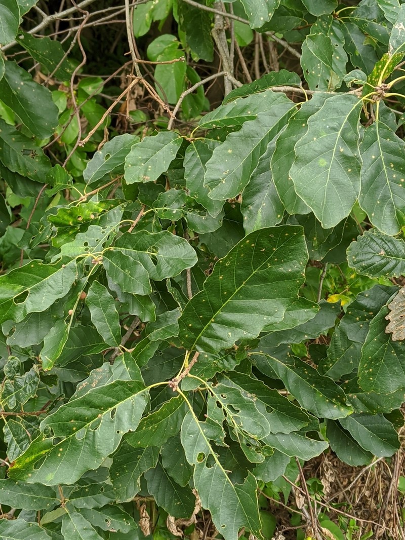 Dwarf Chinquapin Oak photo 4