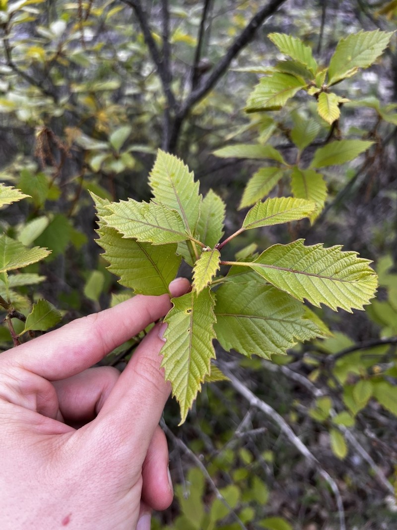 Dwarf Chinquapin Oak photo 6