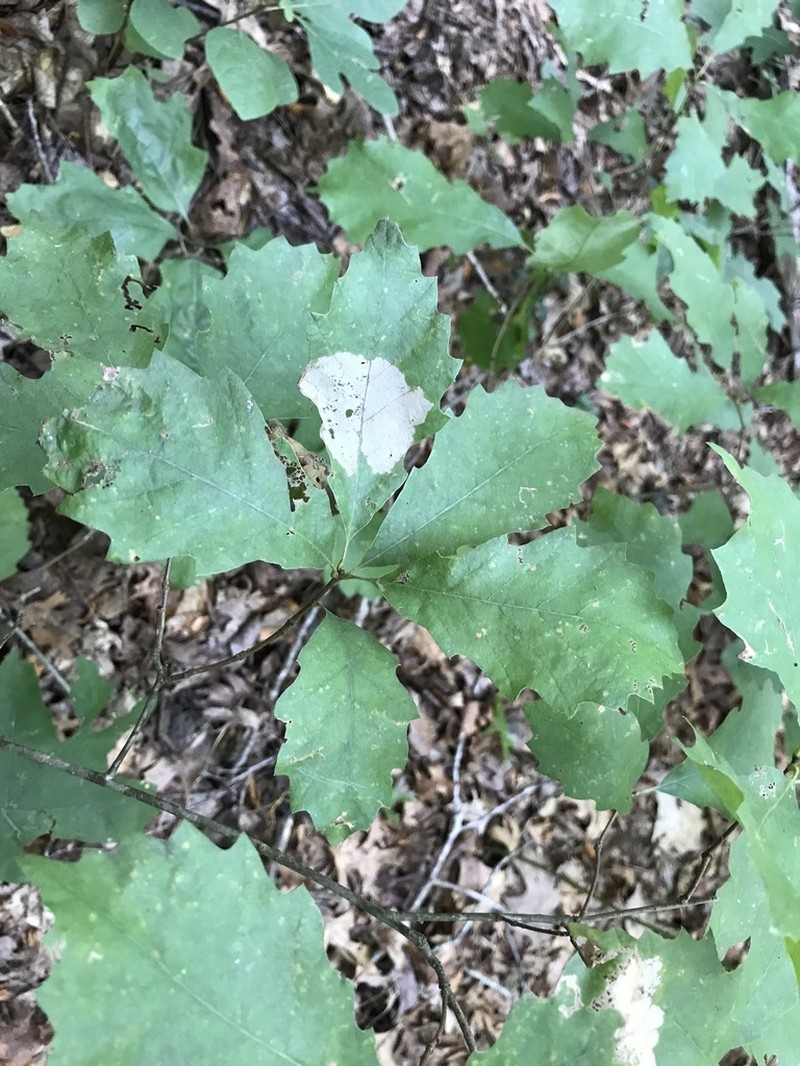 Dwarf Chinquapin Oak photo 7