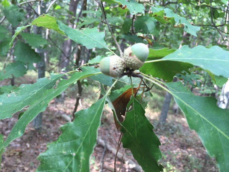Dwarf Chinquapin Oak photo 8