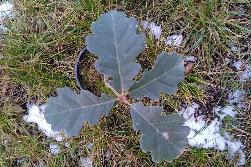 Quercus protoroburoides