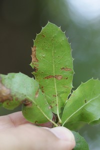 Quercus pseudococcifera