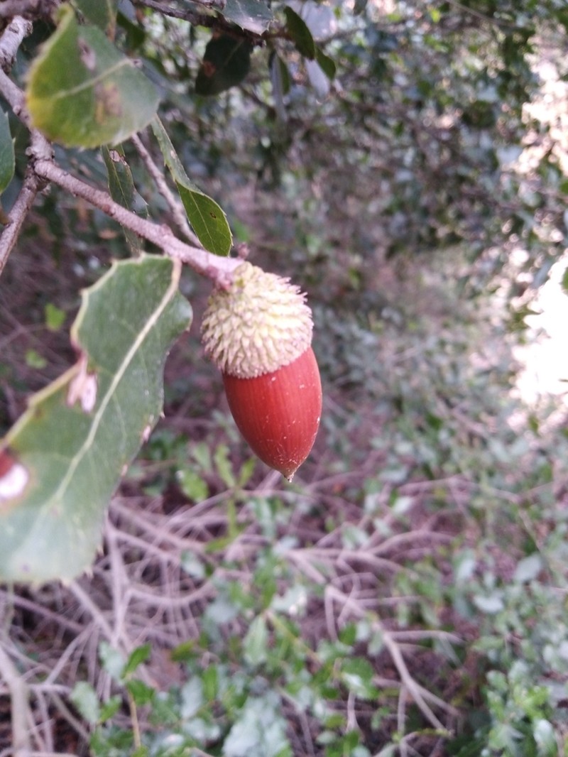 Quercus pseudococcifera photo 2