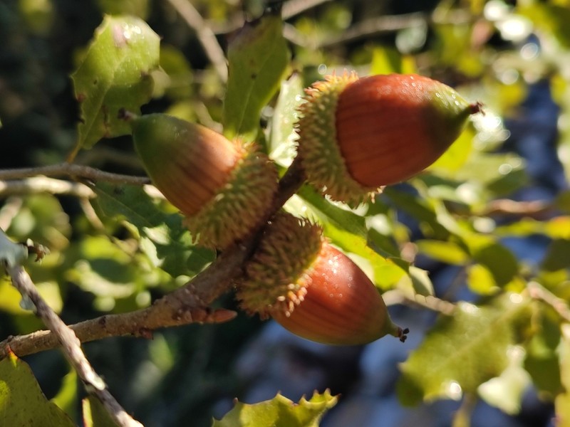 Quercus pseudococcifera photo 3