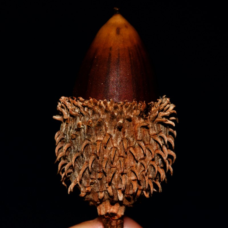 Quercus pseudococcifera photo 4