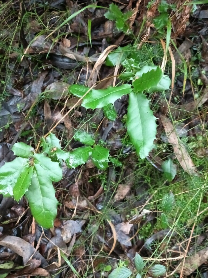 Quercus pseudococcifera photo 5